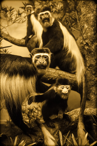 Colobus Monkey, Colobus guerezar