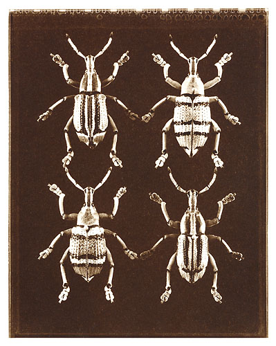 Four Weevils