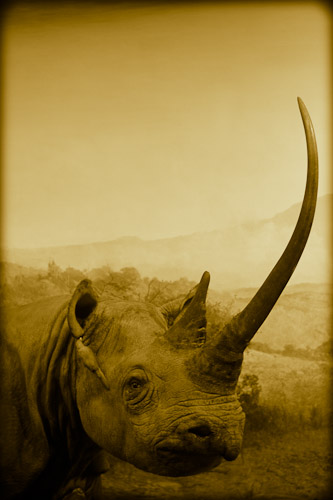 Adult black rhino, Diceros bicornis