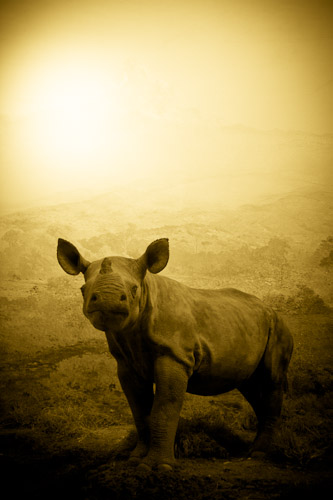 Baby black rhino alone, Diceros bicornis