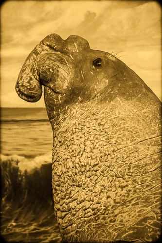 Elephant Seal, Mirounga angustirostris