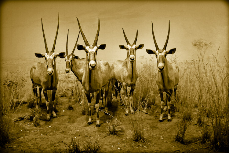Gemsbok, Oryx gazella