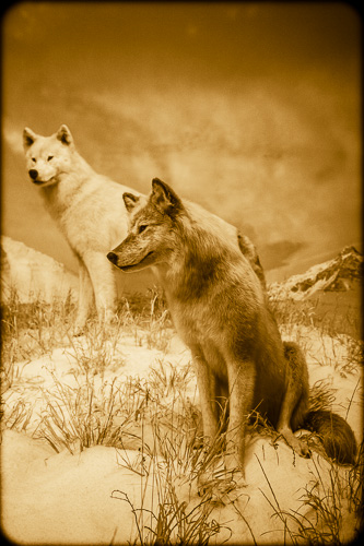 Gray wolves, Canis lupus