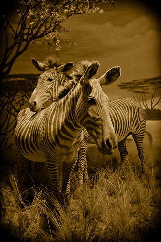 Grevy's Zebras, Equus grevyi