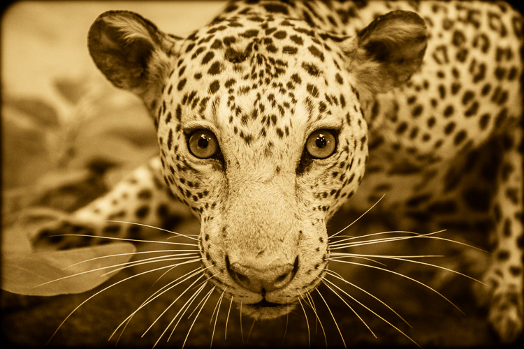 Leopard, Leo pardus