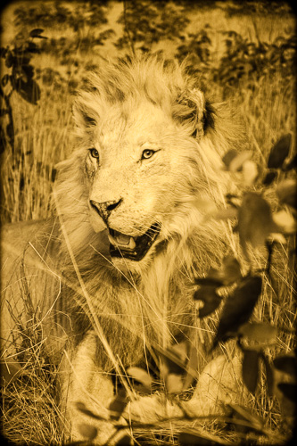 Lion, Leo leo