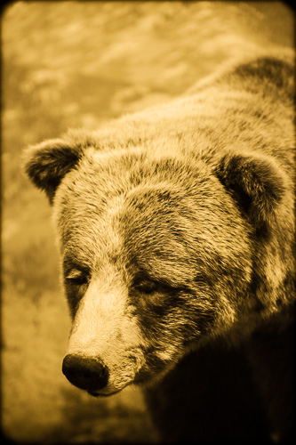Mexican Grizzly Bear, Ursus arctos nelsoni