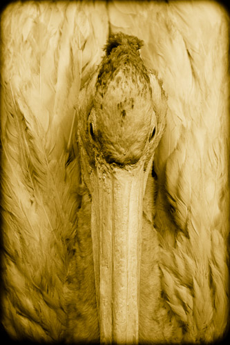 Overhead White Pelican, Pelecanus erythrorhynchos