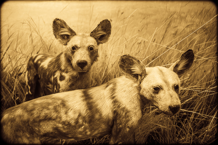Pair hunting dogs, Lycaon pictus