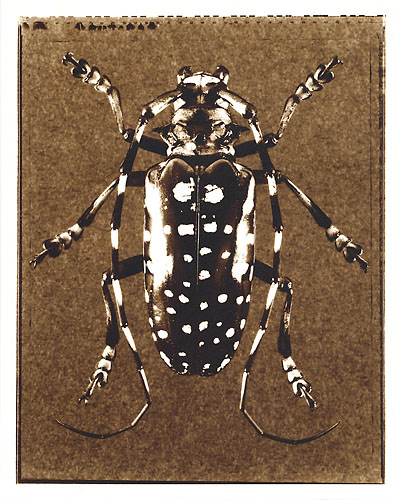 Blue Longhorn Beetle