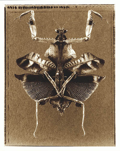 Common Praying Mantis