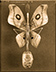 Antheraea-euryncema